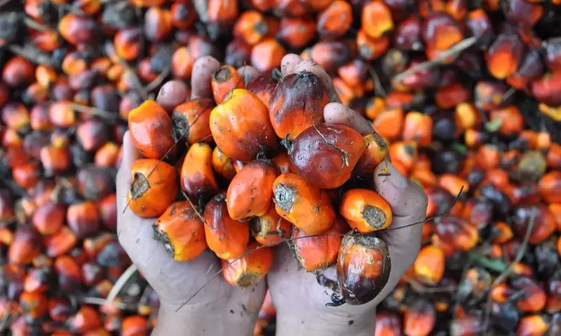 El Aceite de Palma: Origen, Usos y Desafíos
