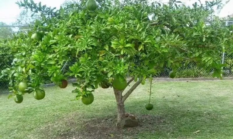 El Enigmático Árbol de las Calabazas: Un Tesoro Botánico y Cultural