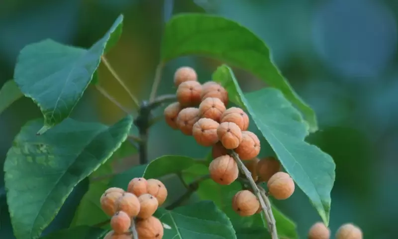 Descubriendo el majestuoso Croton Sylvaticus: Un tesoro botánico africano