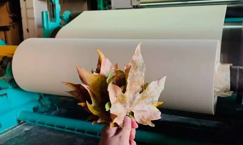 La Silvicultura Sostenible y la Producción de Papel: Un Vistazo a los Árboles Utilizados