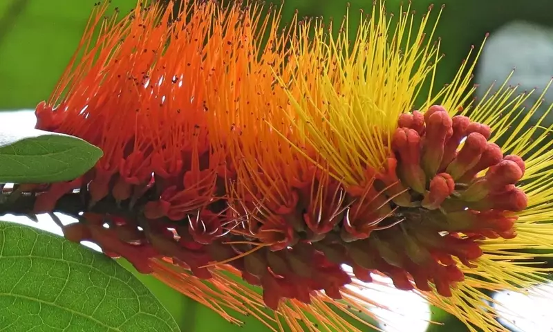 La Misteriosa Enredadera Pincel del Mono: Un Vistazo a la Fascinante Flora Amazónica
