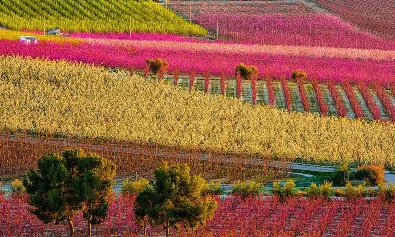 El Esplendor de la Floración en Cieza: Un Mosaico de Color y Vida
