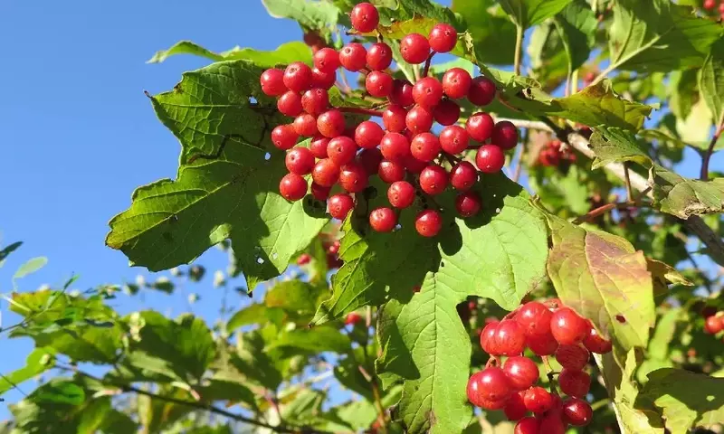 El Viburnum Hondurense al Borde de la Extinción: Un Llamado a la Acción