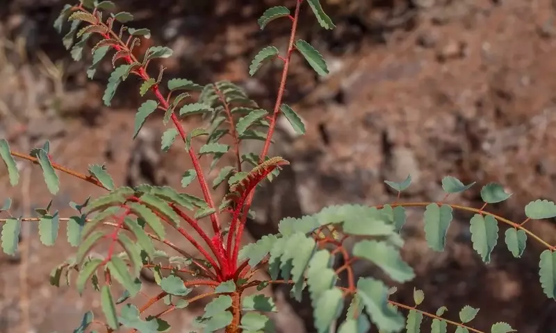 Marcetella Moquiniana: El Tesoro Botánico de las Islas Canarias