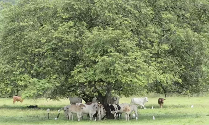 Descubriendo el Caulote: Un Tesoro Botánico con Cafeína Natural