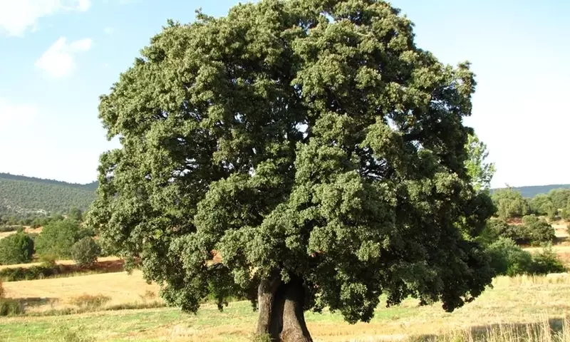 Descubriendo el Quercus Ilex: El Fascinante Árbol Chaparro
