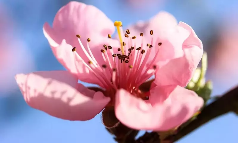 La Rosa de Durazno: Símbolo de Amor y Gratitud en la Cultura Floral