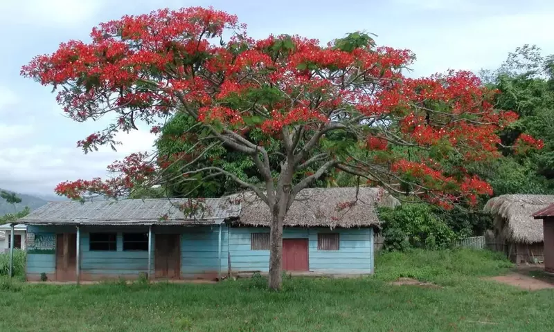 El Ceibo: Un Árbol Multifacético de Gran Valor