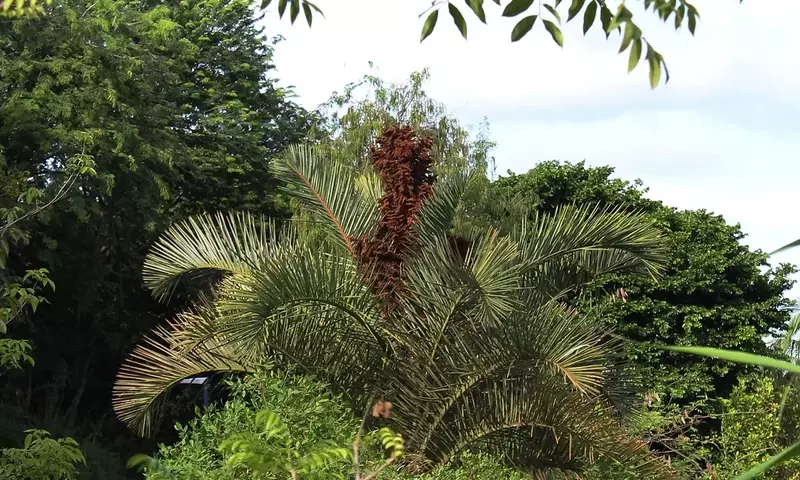 Descubriendo la Majestuosa Raphia Australis: La Palmera de Hojas Gigantes