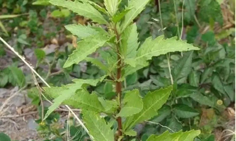 Descubriendo la Versátil Chenopodium ambrosioides: Una Joya Prehispánica y Medicinal