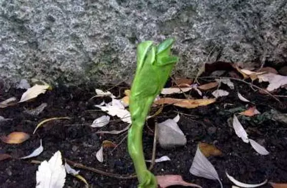 Cultivo de Habas en Macetas: Guía Completa para Jardineros Urbanos
