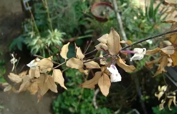 La Resurrección Vegetal: Estrategias para Salvar Plantas Deshidratadas