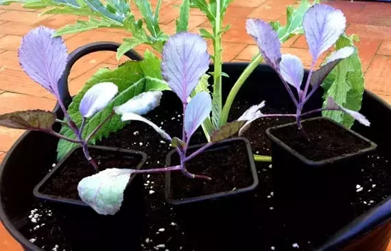 Cultivo Exitoso de Coles: Desde la Semilla hasta el Huerto