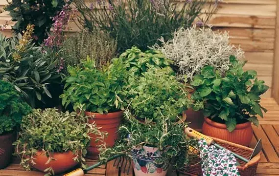 El Arte de Cultivar Hierbas Aromáticas: Una Guía Esencial