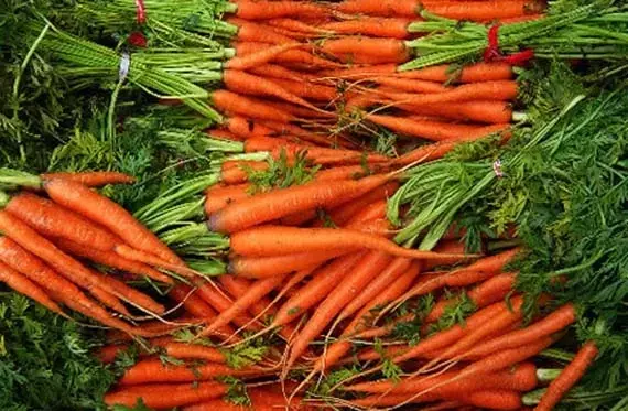 Cultivo de Zanahorias en Contenedores: Una Guía Completa