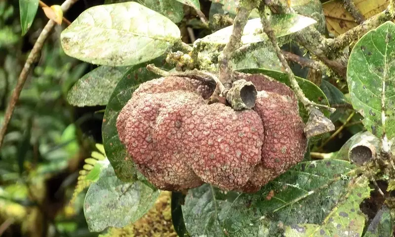 Quercus bumelioides: Un Roble Emblemático de México