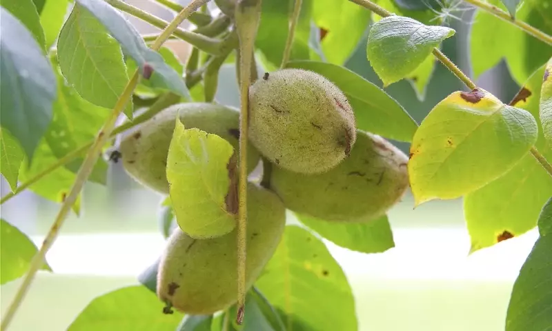Descubriendo el Nogal Blanco (Juglans cinerea): Un Árbol Multifacético de Norteamérica