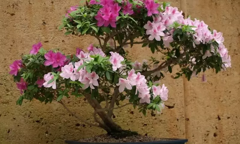 Plantas que Exigen un Cuidado Especial: Una Guía Detallada