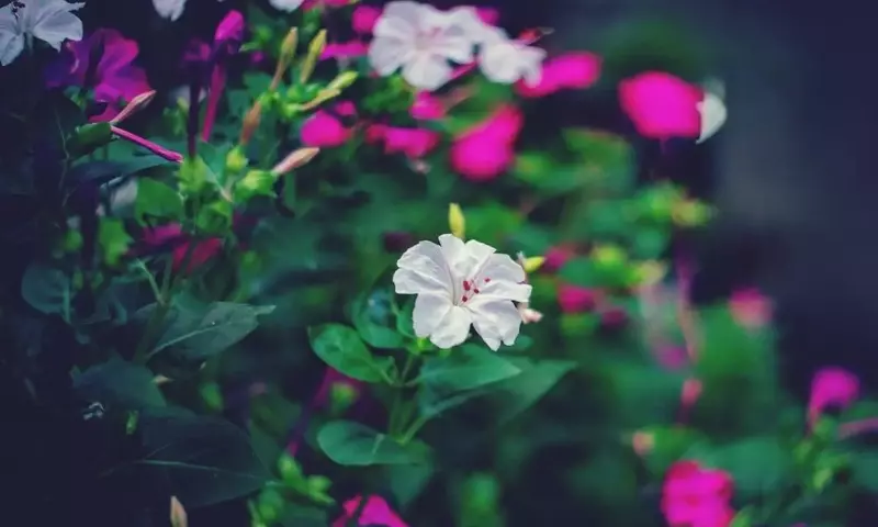 La Mirabilis jalapa: Un Tesoro Versátil para Embellecer su Jardín