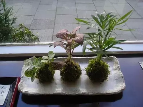 El Arte de la Kokedama: Guía Completa para Crear y Cuidar Tu Propio Jardín Colgante