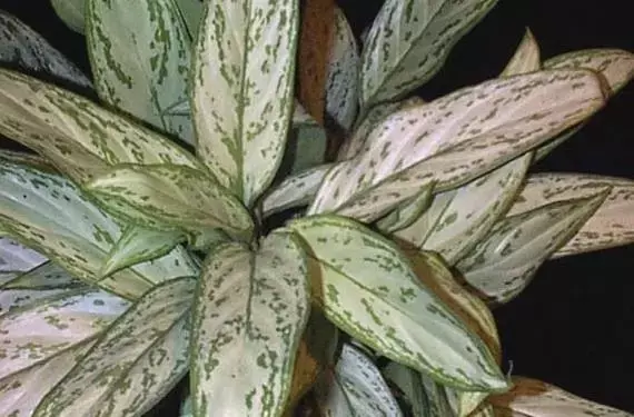 Plantas de Oficina: Un Oasis de Bienestar en el Entorno Laboral