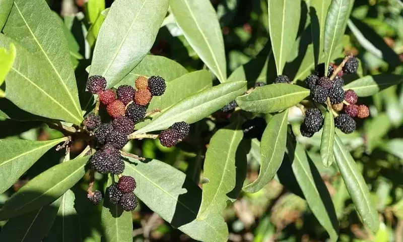 Descubriendo la Myrica Faya: Un Árbol Emblemático y su Doble Naturaleza