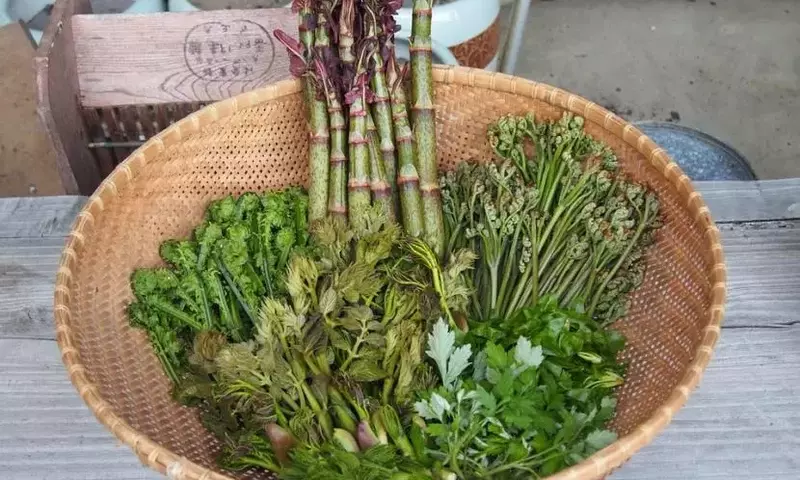 Cultiva tu Despensa: Plantas Comestibles para un Jardín Saludable y Sostenible