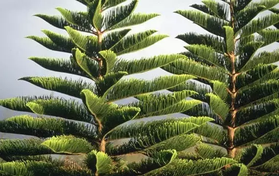 Árbol de Navidad: ¿Natural o Artificial? Una Elección con Impacto Ambiental