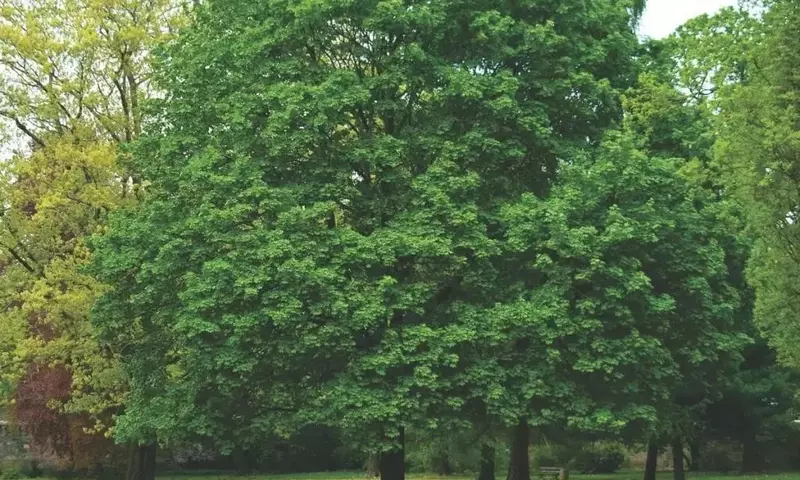 Descubriendo el Arce Noruego: Un Árbol Majestuoso para tu Jardín