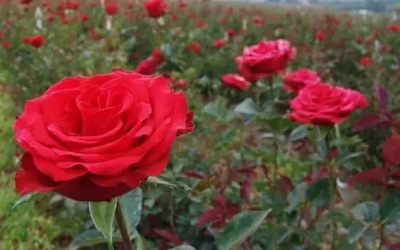 Guía Completa para el Cultivo y Cuidado de Rosas Espléndidas