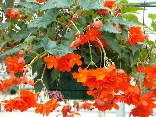 Guía Completa para el Cuidado de las Begonias