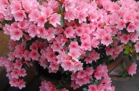 Un Estallido Floral: Las Joyas Botánicas de la Primavera