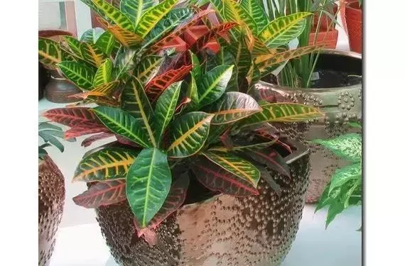 La Guía Definitiva para el Trasplante Exitoso de Plantas de Interior