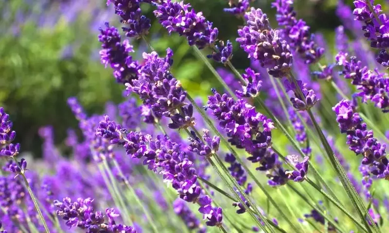 La Lavanda: Símbolo de Transformación y Prosperidad en las Regiones Rurales de España