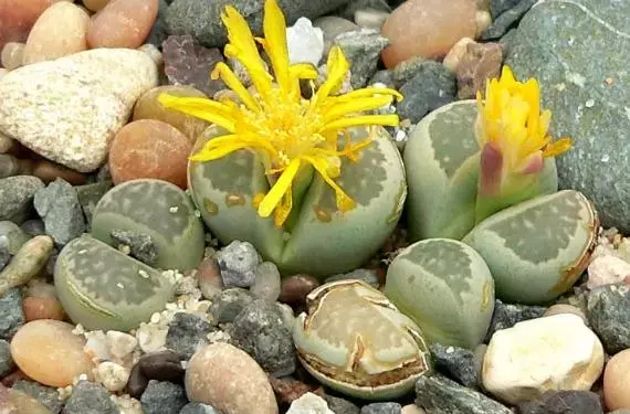 Lithops: Las Fascinantes Piedras Vivientes del Reino Vegetal
