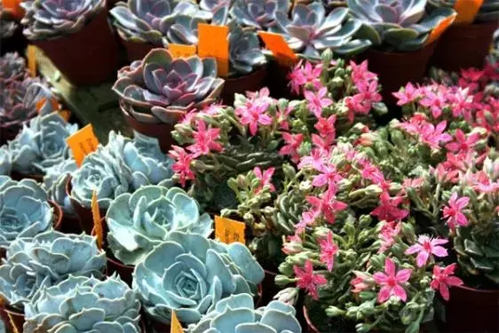 Descubriendo el Fascinante Mundo de las Plantas Suculentas
