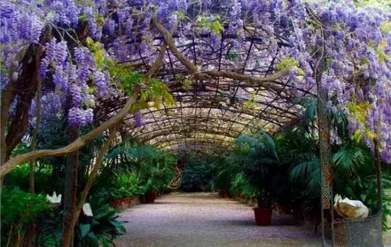 Plantas Trepadoras: Belleza Vertical y Funcionalidad en el Jardín