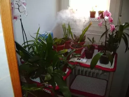 Secretos para el cuidado óptimo de tus plantas de interior