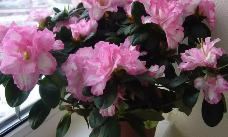 Cree un Oasis Verde en su Hogar: Guía para su Jardín Interior