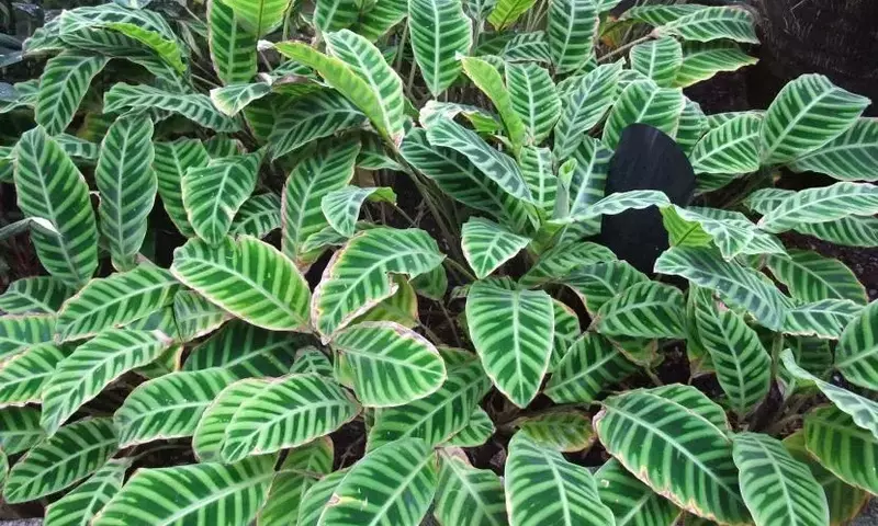 Guía para Identificar Plantas de Interior: Características Clave