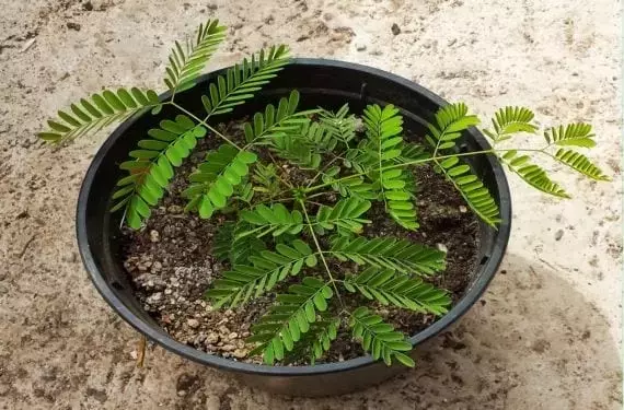 Guía Completa para el Cuidado de Árboles Jóvenes: del Semillero a la Madurez