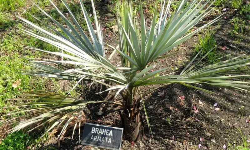 Palmeras que Desafían el Frío: Un Jardín Exótico en Climas Templados