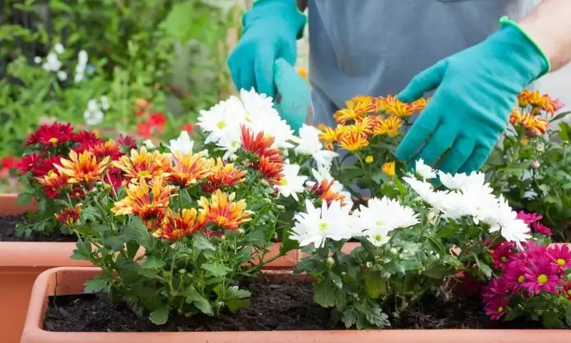 Embellezca su jardín otoñal: una guía completa de flores resistentes y sus cuidados
