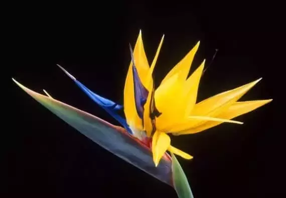 La Deslumbrante Strelitzia: Guía Esencial para su Cultivo y Florecimiento