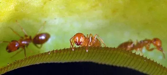 Alianzas Inesperadas: Simbiosis entre Plantas Carnívoras y Fauna