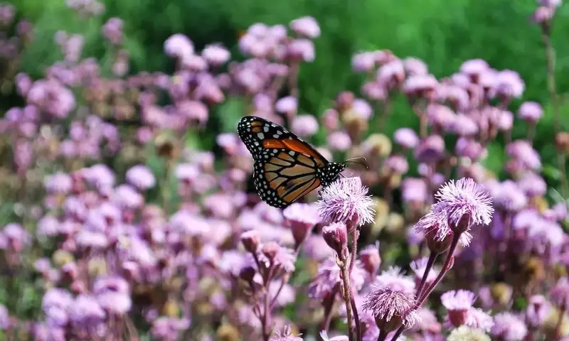 Cree un Santuario de Mariposas: Plantas Florales Esenciales y Consejos de Jardinería