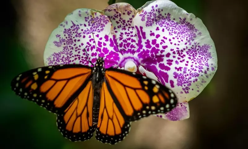 Orquídeas: Mimetismo Animal en el Reino Floral