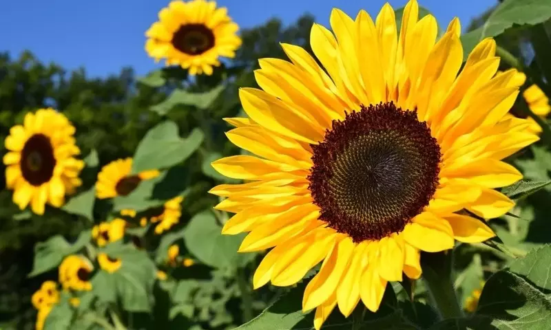 El Arte de Cultivar Girasoles: Desde la Semilla hasta el Esplendor Dorado