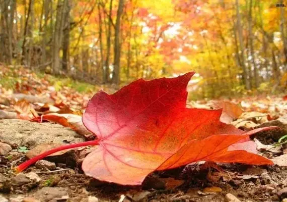 Árboles de Jardín con Follaje Espectacular en Otoño: Una Guía Completa
