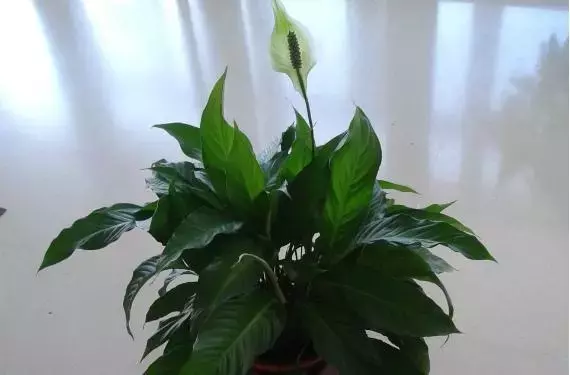 Spathiphyllum: La Guía Definitiva para el Cuidado y Floración de la Planta Lirio de la Paz